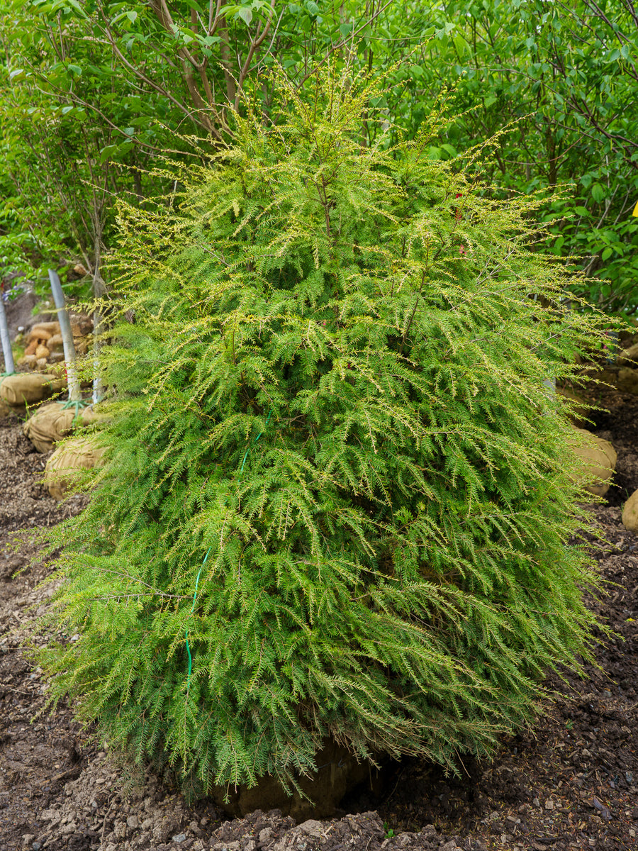 Canadian Hemlock – Plant Detectives