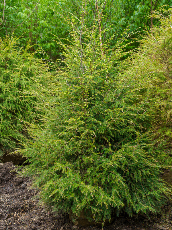Canadian Hemlock