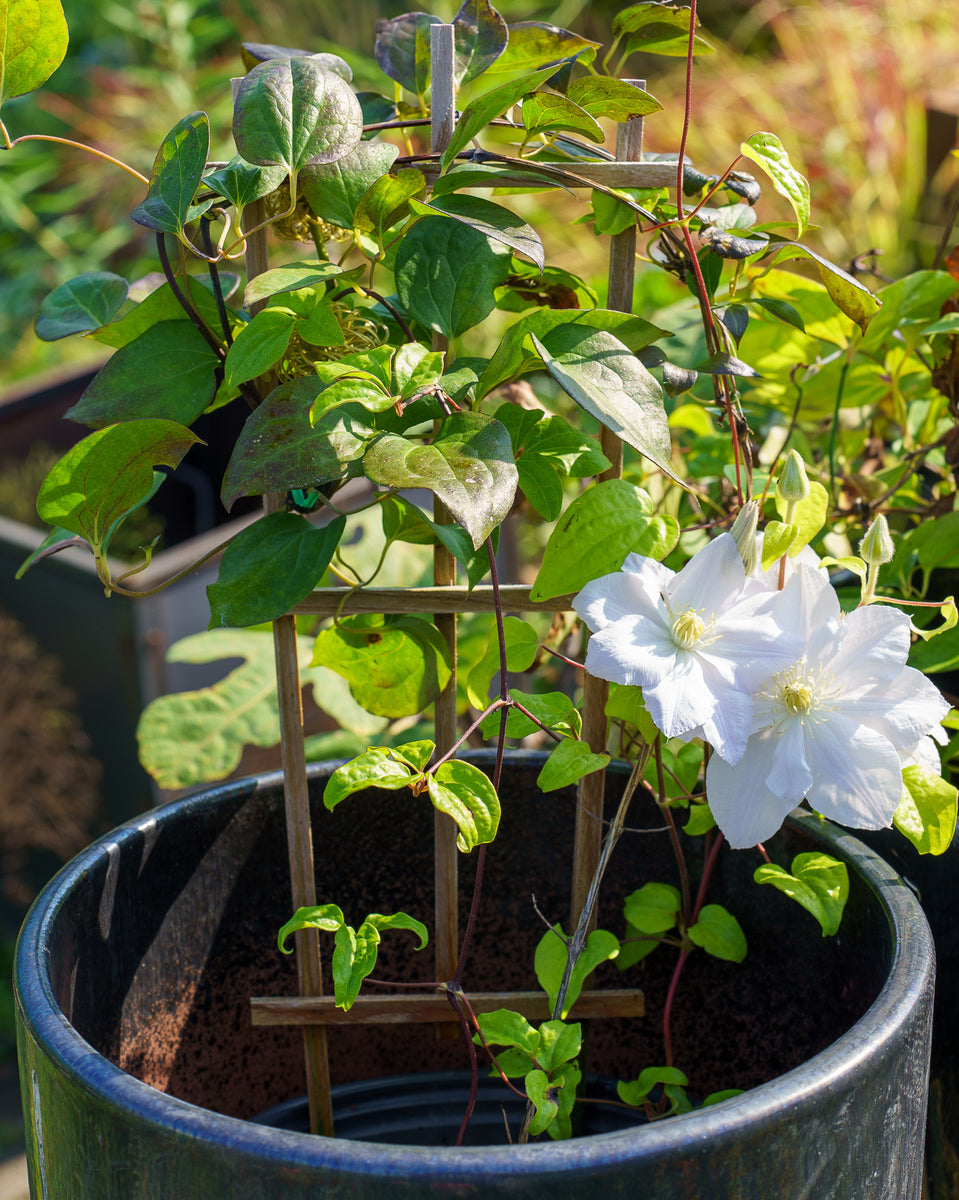 Candida Clematis – Plant Detectives