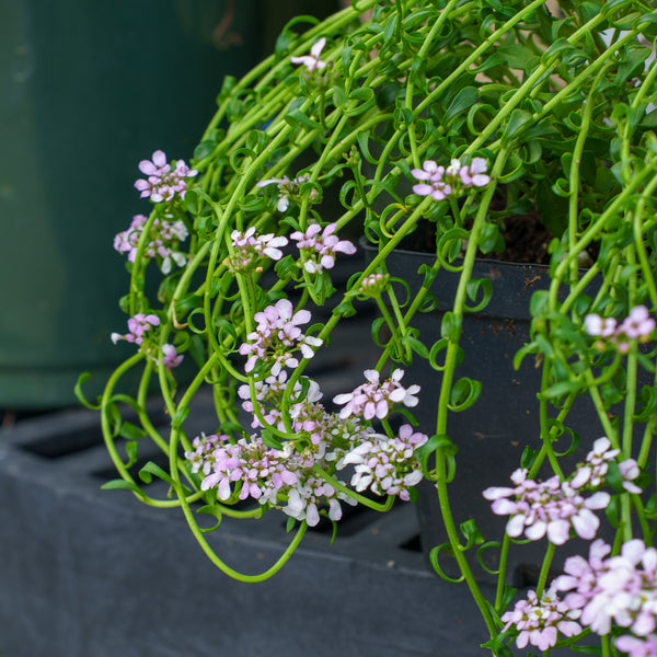Candy Sorbet Evergreen Candytuft