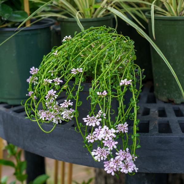 Candy Sorbet Evergreen Candytuft