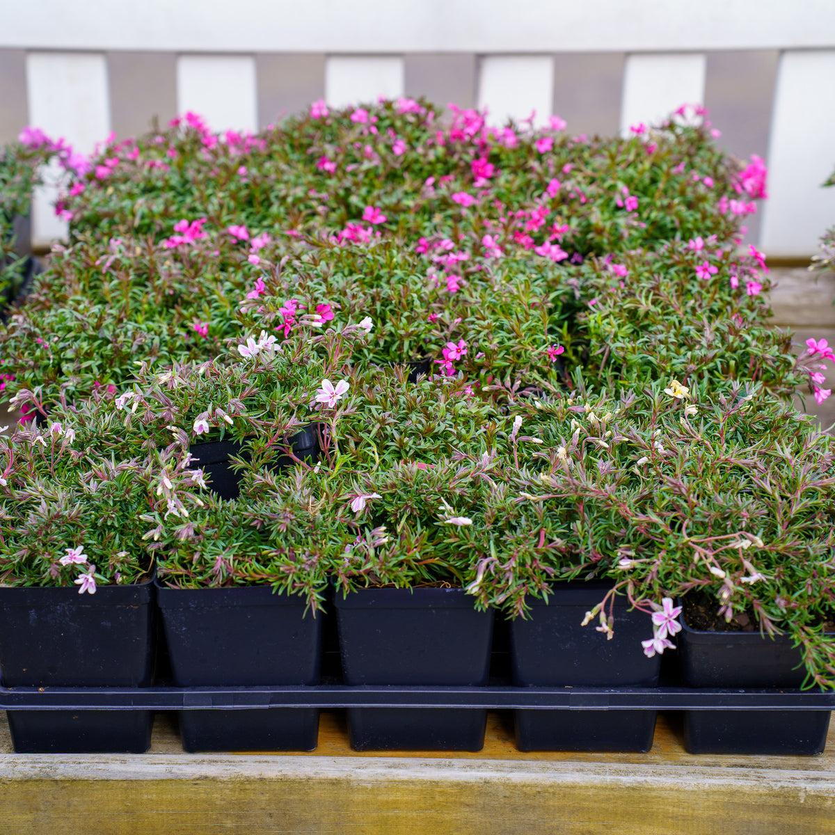 Candy Stripe Creeping Phlox – Plant Detectives