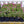 Load image into Gallery viewer, Candy Stripe Creeping Phlox