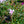 Load image into Gallery viewer, Candy Stripe Creeping Phlox