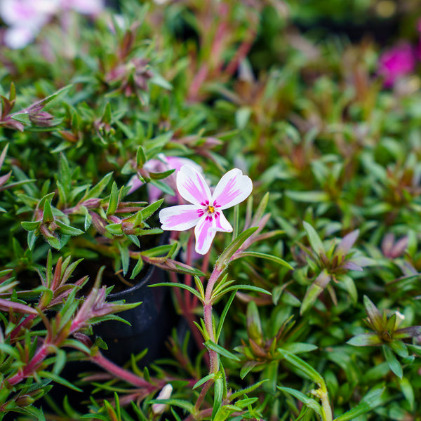Candy Stripe Creeping Phlox