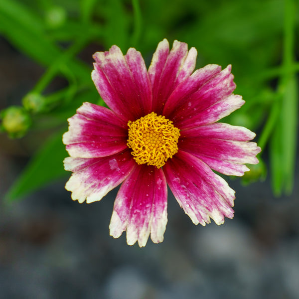 Li'l Bang Candy Stripes Coreopsis
