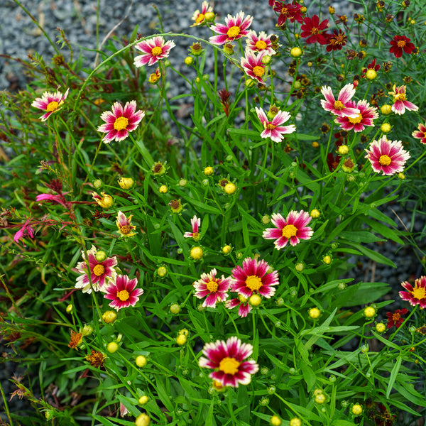 Li'l Bang Candy Stripes Coreopsis