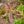 Load image into Gallery viewer, Cannon's Double Azalea