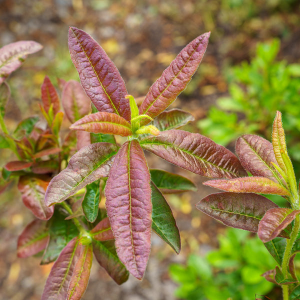 Cannon's Double Azalea