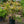 Load image into Gallery viewer, Cannon's Double Azalea