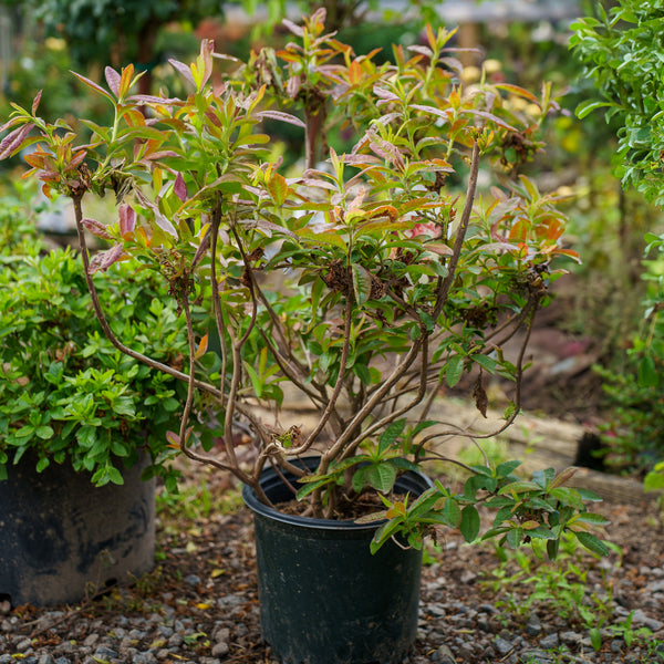 Cannon's Double Azalea