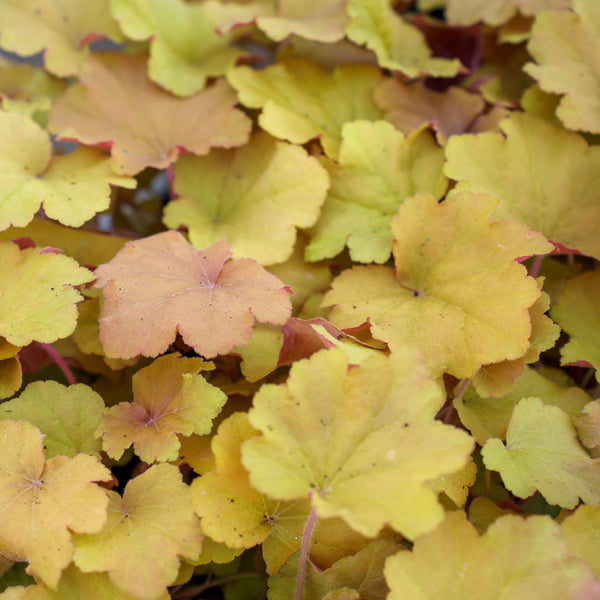 Caramel Coral Bells