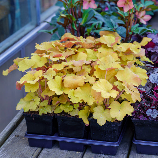Caramel Coral Bells