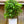 Load image into Gallery viewer, Cardinal Candy Linden Viburnum - Viburnum - Shrubs