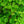Load image into Gallery viewer, Cardinal Candy Linden Viburnum - Viburnum - Shrubs