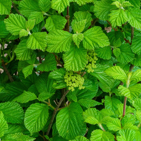 Cardinal Candy Viburnum