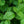 Load image into Gallery viewer, Cardinal Candy Linden Viburnum - Viburnum - Shrubs