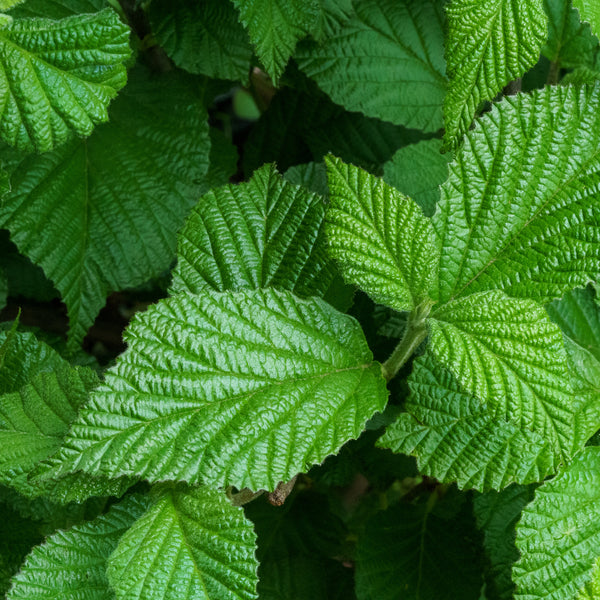Cardinal Candy Viburnum