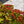 Load image into Gallery viewer, Cardinal Candy Viburnum