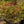 Load image into Gallery viewer, Cardinal Candy Viburnum