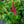 Load image into Gallery viewer, Cardinal Chinese Astilbe