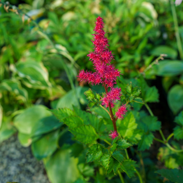 Cardinal Chinese Astilbe