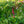 Load image into Gallery viewer, Cardinal Chinese Astilbe