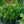Load image into Gallery viewer, Cardinal Chinese Astilbe