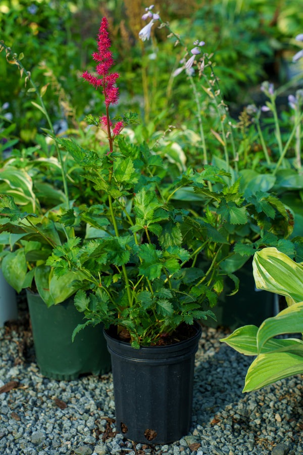 Cardinal Chinese Astilbe