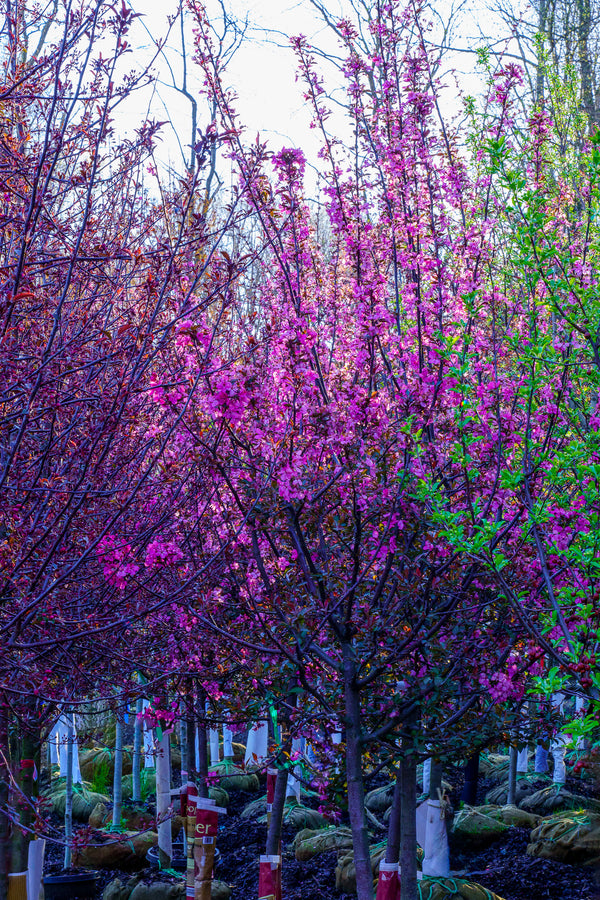 Cardinal Crabapple - Crabapple - Flowering Trees