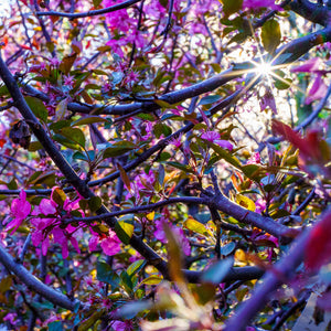 Cardinal Crabapple - Crabapple - Flowering Trees