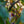 Load image into Gallery viewer, Cardinal Crabapple
