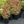 Load image into Gallery viewer, Carl Stonecrop
