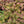 Load image into Gallery viewer, Carl Stonecrop