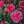 Load image into Gallery viewer, Carnation