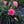 Load image into Gallery viewer, Carnation