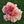 Load image into Gallery viewer, Carnation