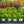 Load image into Gallery viewer, Carnation