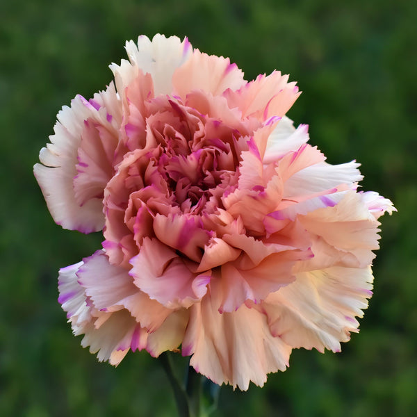 Carnation