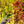 Load image into Gallery viewer, Carnival Hedge Maple - Maple - Shade Trees