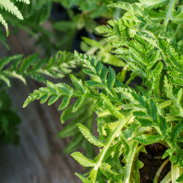 Carnival Oriental Poppy