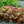 Load image into Gallery viewer, Carnival Watermelon Coral Bells