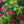 Load image into Gallery viewer, Carol Mountain Laurel - Mountain Laurel - Shrubs
