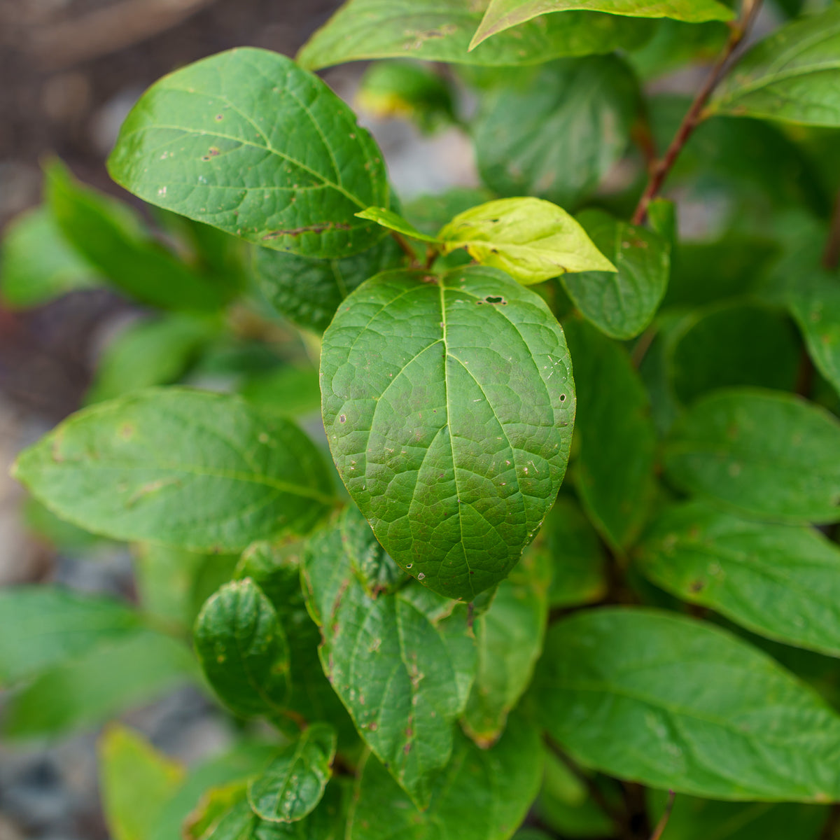 Carolina Allspice – Plant Detectives