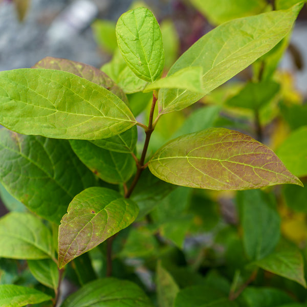 Eastern Sweetshrub
