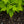Load image into Gallery viewer, Caroline Raspberry