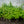 Load image into Gallery viewer, Caroline Raspberry