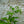 Load image into Gallery viewer, Caroline Raspberry