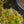 Load image into Gallery viewer, Carsten's Wintergold Mugo Pine
