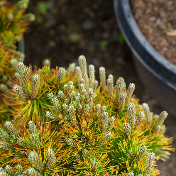 Carsten's Wintergold Mugo Pine
